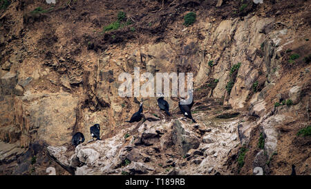 Testa di Bray, Irlanda. 24 marzo, 2019 colonia di Cormorani godendo di caldo e vento meteo libero sul lato sud scogliere di Bray testa. Credito: Vitaliy Tuzov/Alamy Live News Foto Stock