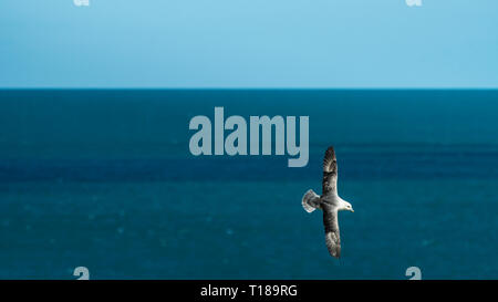 Testa di Bray, Irlanda. Il 24 marzo 2019 Kittiwake battenti intorno al suo nido sul mare. Credito: Vitaliy Tuzov/Alamy Live News Foto Stock