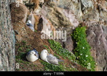 Testa di Bray, Irlanda. Il 24 marzo 2019 la coppia di Kittiwakes godendo di caldo e vento meteo libero sul lato sud scogliere di Bray testa. Credito: Vitaliy Tuzov/Alamy Live News Foto Stock