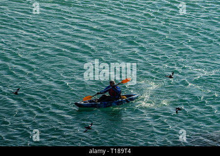 Testa di Bray, Irlanda. Il 24 marzo 2019 Kayaker godendo la calma, clima caldo sul suo modo da Greystones a Bray mentre guillemots sono battenti su di lui. Credito: Vitaliy Tuzov/Alamy Live News Foto Stock