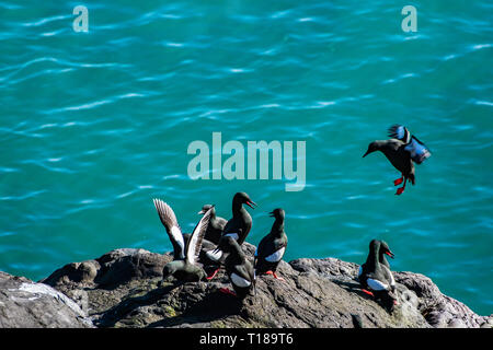 Testa di Bray, Irlanda. 24 marzo, 2019 Colonia di guillemots godendo di caldo e vento meteo libero sul lato sud scogliere di Bray testa. Credito: Vitaliy Tuzov/Alamy Live News Foto Stock