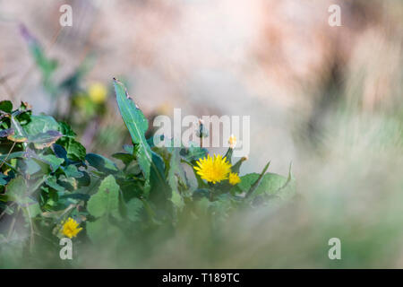 Testa di Bray, Irlanda. Il 24 marzo 2019 la molla è venuto. Fiori Selvatici che mostra la loro bellezza sotto il sole. Credito: Vitaliy Tuzov/Alamy Live News. Foto Stock