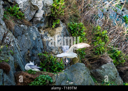 Testa di Bray, Irlanda. Il 24 marzo 2019 Kittiwakes godendo di caldo e vento meteo libero sul lato sud scogliere di Bray testa. Credito: Vitaliy Tuzov/Alamy Live News Foto Stock