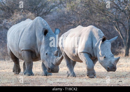 Rinoceronte bianco, Ceratotherium simum, Namibia Foto Stock