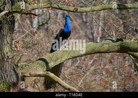 Peacock sulla struttura ad albero Foto Stock