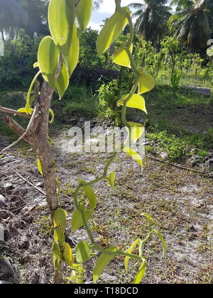 Impianto di vaniglia sulla tropicale isola delle Seychelles La Digue. Foto Stock