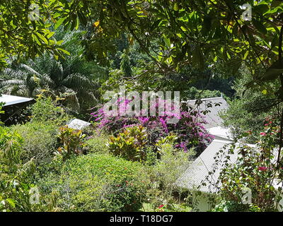 Fiori di colore rosa nel giardino delle spezie Jardin du Roi sulle Seychelles Isola Mahe Foto Stock