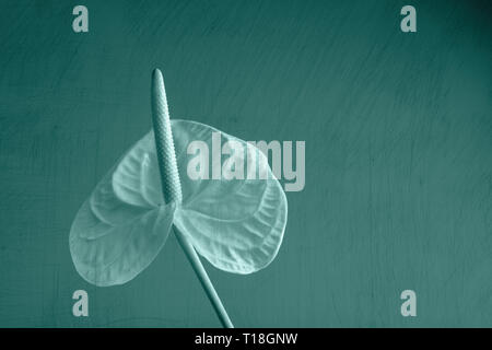 Single Anthurium/Flamingo fiori su sfondo verde, tonica Foto Stock