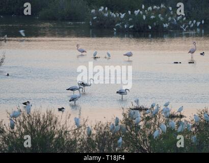 Fenicottero rosa utilizzare Cipro come uno dei più importanti passaggi migratori. Tra di loro ci sono 12.000 fenicotteri (Phoenicopterus ruber) alimentazione in salamoia gamberetti. Foto Stock