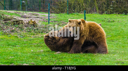 Due esemplari di orso bruno in combattimenti con ogni altro animale aggressivo comportamento, si posa sulla terra gli altri sulla parte superiore, comune animali in Eurasia Foto Stock