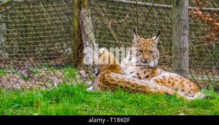 Due lince euroasiatica posa insieme in erba, gatti selvatici da Eurasia Foto Stock