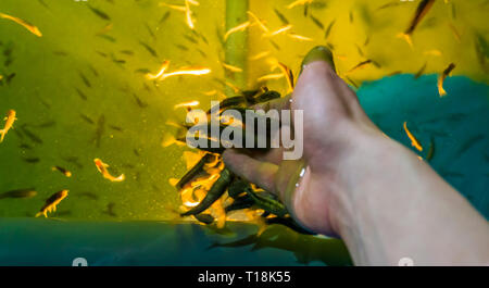 Medico pesci morte roditura pelle da una mano umana, popolare trattamenti termali, pelle health care Foto Stock