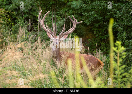 Red Deer cervo con grandi corna di cervo in velluto in giovane foresta Foto Stock