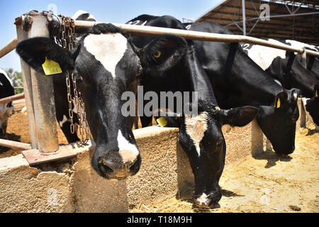 Vacche alimentazione in un allevamento di bestiame kibbutz. Centrale di Israele. Foto Stock