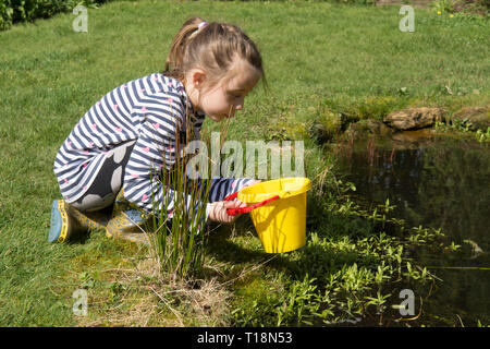 Giovane ragazza di immersione laghetto in giardino wildlife pond rimozione girini nei bambini la benna, sette anni. Regno Unito. Marzo. Foto Stock