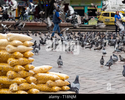 CALI, COLOMBIA - febbraio, 2019: Mais di essere venduto a San Francisco square a Cali al popolo alimentare i piccioni durante la ripresa di immagini Foto Stock