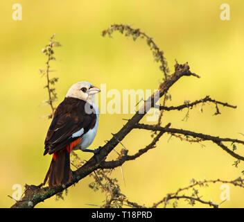 White-Headed Buffalo Weaver Foto Stock