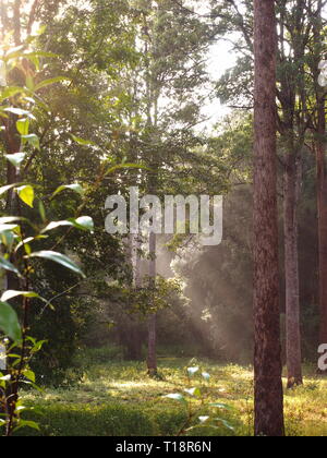 Foschia mattutina di luce attraverso gli alberi di Natale in un australiano paddock. Soft raggi di luce attraverso gli alberi di alto fusto. Foto Stock