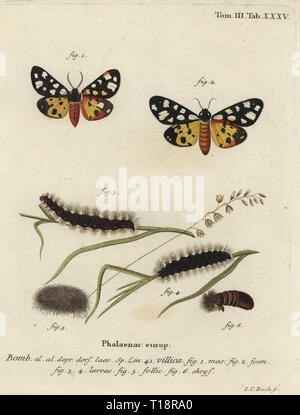 Crema-spot tiger moth, Epicallia villica. Phalaena villica. Handcolored incisione su rame di Johann Carl Bock da Eugenio Johann Christoph Esper Die Schmetterlinge in Abbildungen nach der Natur, Erlangen, 1786. Foto Stock