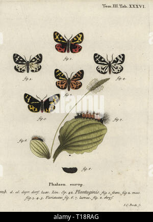 Legno tiger moth, Parasemia plantaginis. Plantaginis Phalaena. Handcolored incisione su rame di Johann Carl Bock da Eugenio Johann Christoph Esper Die Schmetterlinge in Abbildungen nach der Natur, Erlangen, 1786. Foto Stock