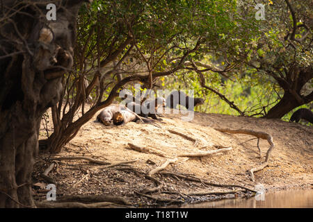 Una famiglia di lontre giganti (Pteronura brasiliensis) sulla banca del fiume sotto il sole. Pantanal Foto Stock