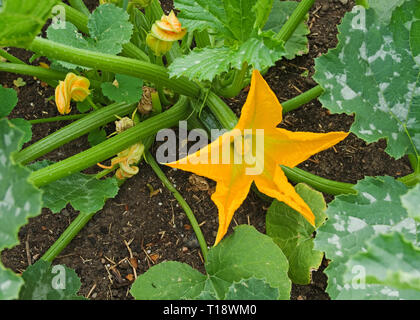 Close-up di zucchina giallo dei fiori di zucchina piante varietà F1 Defender crescendo in patch vegetale nel giardino inglese, estate REGNO UNITO Foto Stock