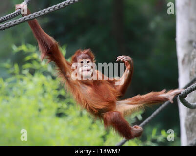 Giovane maschio Orango Tango è rilassante Foto Stock