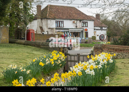 Vista di Barton Stacey negozi, un negozio del villaggio e post office in Hampshire, Regno Unito, dal sagrato con colorati Giunchiglie in marzo la molla Foto Stock