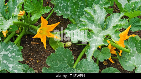 Close-up di zucchina giallo dei fiori di zucchina piante varietà F1 Defender crescendo in patch vegetale nel giardino inglese, estate REGNO UNITO Foto Stock