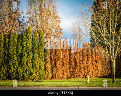 Fila di arborvitae metà di loro orange e morire e un incendio nel tardo pomeriggio di caduta Foto Stock