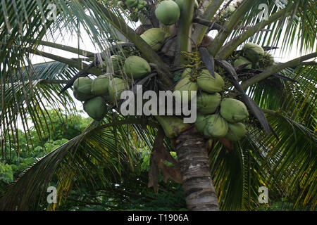 Noci di cocco verde sulla piantagione di Kilohana Foto Stock