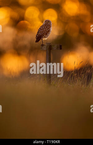 Un gufo scavando posatoi su una piccola croce di legno al sunrise con un bucnh di palline dorate di luce dietro di esso. Foto Stock