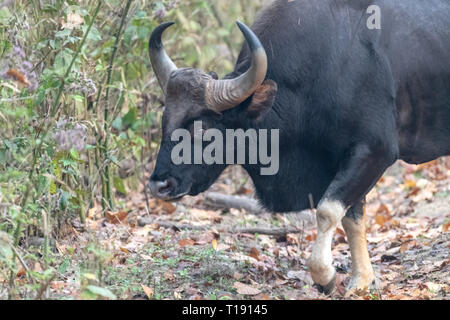 Gaur (Bos gaurus) è conosciuto anche come il bisonte indiano ed è considerata sacra e vulnerabile anche sulla Lista Rossa IUCN. Foto Stock