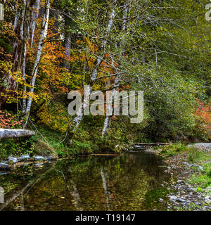 Colore verde brillante, rosso e giallo i colori dell'autunno appendere su una tranquilla insenatura calma nel Hoh Rain Forest Foto Stock