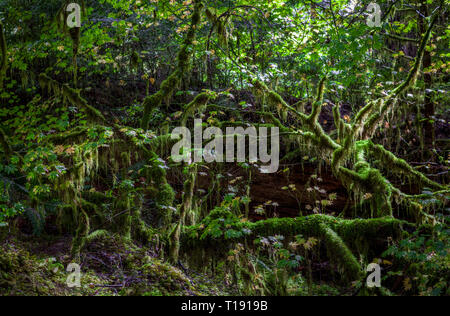 Sun mette in luce buio mossy rami e radici per far sembrare come le fate devono vivere qui nel Hoh Rain Forest Foto Stock