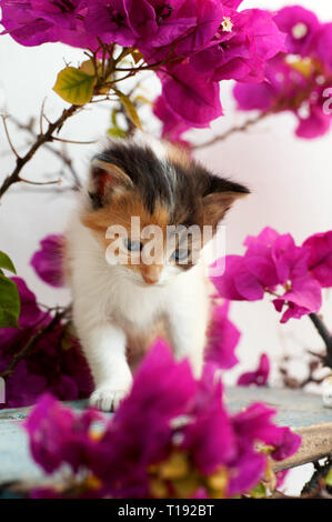 Un calico gattino è seduto in una fioritura delle piante all'aperto Foto Stock