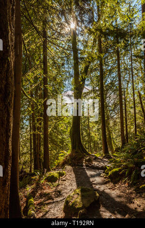Grande albero si stagliano da sole di setting peeking tra i rami su un sentiero in una sezione di muschio di Muir Woods Foto Stock