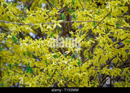 La Mimosa fiore o argento giallo bargiglio fiori di primavera albero sul vivace sfondo. Foto Stock