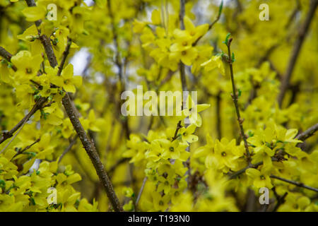 La Mimosa fiore o argento giallo bargiglio fiori di primavera albero sul vivace sfondo. Foto Stock