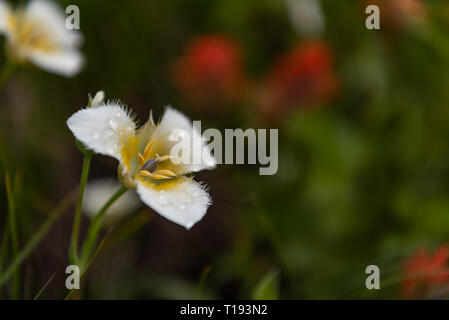 Goccia di rugiada su una punta di Mariposa Lily con spazio copia a destra Foto Stock