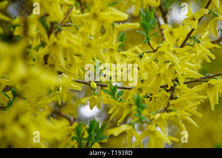 La Mimosa fiore o argento giallo bargiglio fiori di primavera albero sul vivace sfondo. Foto Stock