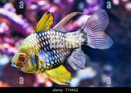 Questa unica immagine mostra un pesci esotici. Questa foto è stata scattata a Sea Life a Bangkok in Tailandia Foto Stock