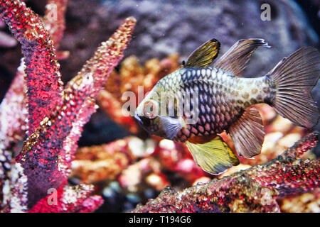 Questa unica immagine mostra un pesci esotici. Questa foto è stata scattata a Sea Life a Bangkok in Tailandia Foto Stock