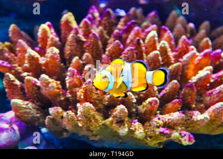 Questa unica immagine mostra un bel clownfish anche chiamato NEMO. La foto è stata scattata al Sea Life Aquarium di Bangkok Foto Stock