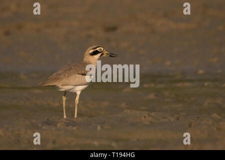 Grande pietra-curlew / Esacus recurvirostris Foto Stock