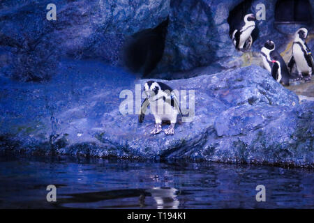 Questa unica immagine mostra un pinguino allo zoo SEA LIFE a Bangkok. Questo è un premiato foto di animali Foto Stock