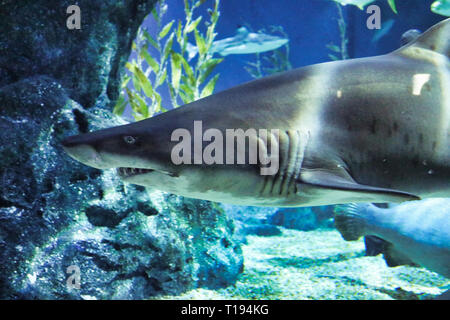 Questa unica immagine mostra un grande squalo! Questo splendido animale è stata scattata la foto al Sea Life a Bangkok in Tailandia Foto Stock