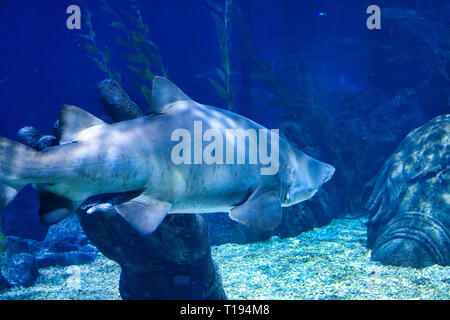 Questa unica immagine mostra un grande squalo! Questo splendido animale è stata scattata la foto al Sea Life a Bangkok in Tailandia Foto Stock