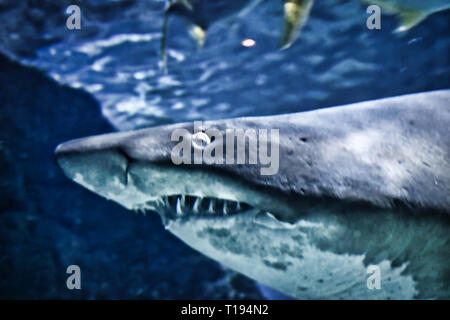 Questa unica immagine mostra un grande squalo! Questo splendido animale è stata scattata la foto al Sea Life a Bangkok in Tailandia Foto Stock