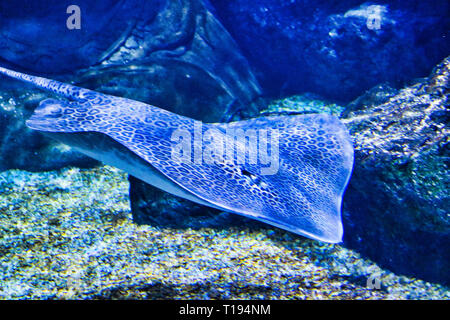 Questa unica immagine mostra un grande stingray galleggianti in un acquario Sea Life nel Paragon Parade di Bangkok Foto Stock